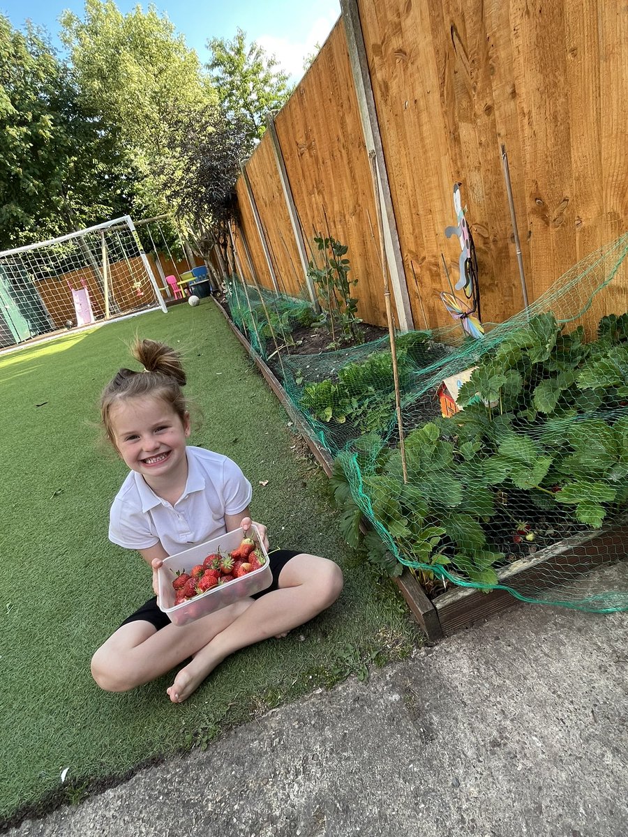 Isla loves picking the strawberries she’s grown, she’s still waiting on the rest of her veggies to grow 🍓🥕🥒🍅@wrenclass21