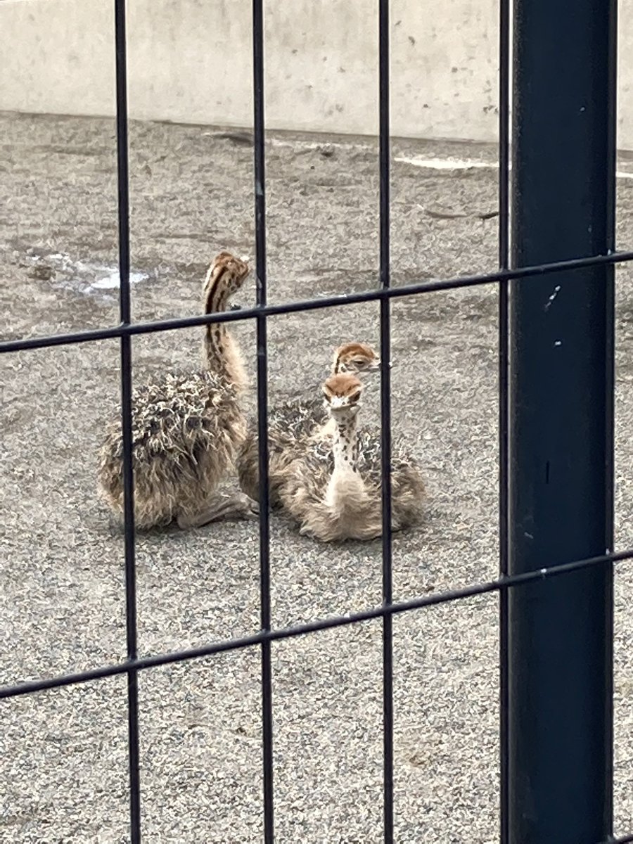 小さいダチョウ めっちゃかわいかった 