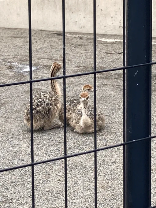 小さいダチョウ めっちゃかわいかった 