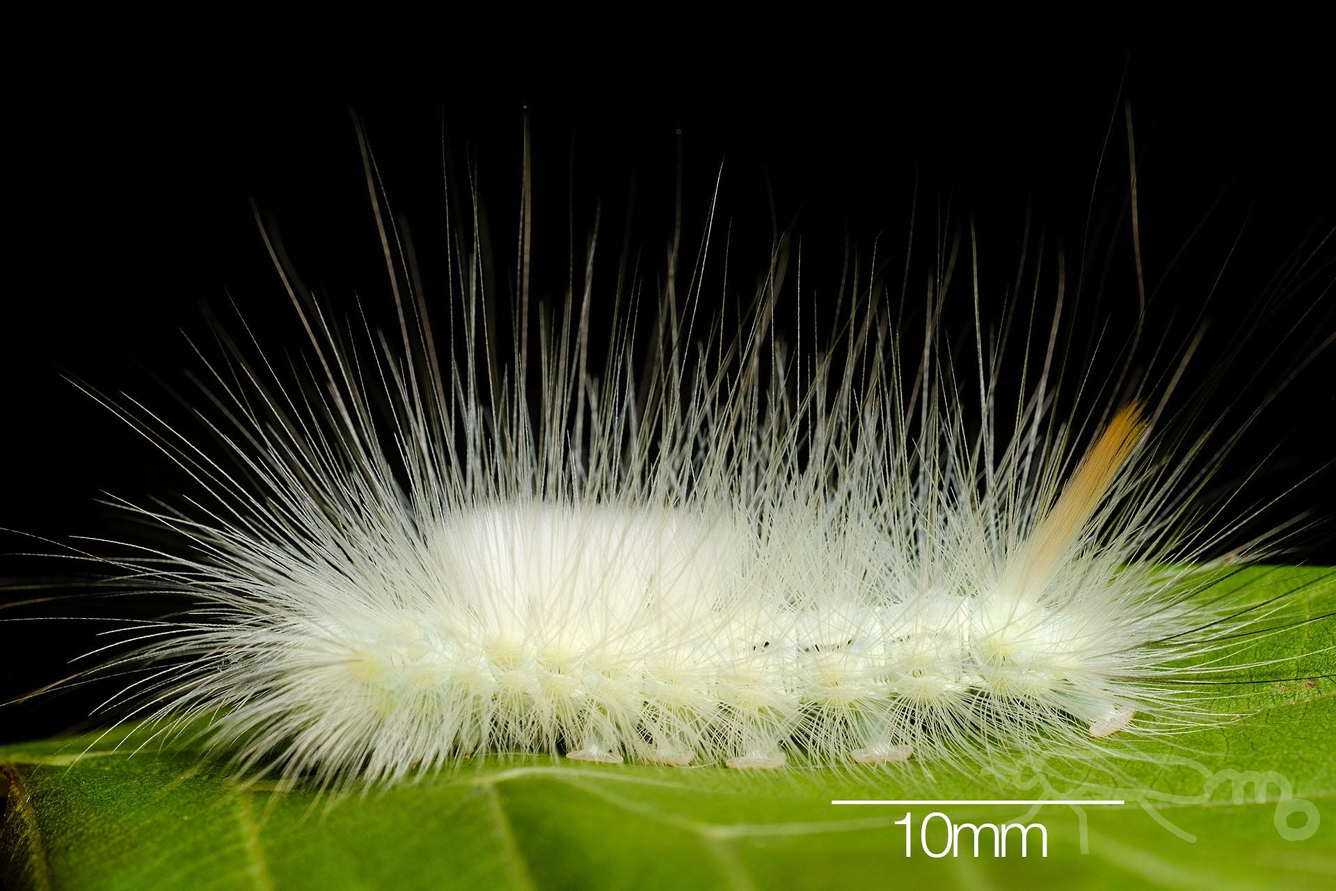 Mouuuusa リンゴドクガ雌が羽化しました 白に白で深度合成 卒蛹写真 T Co Nbgtohnnmz Twitter