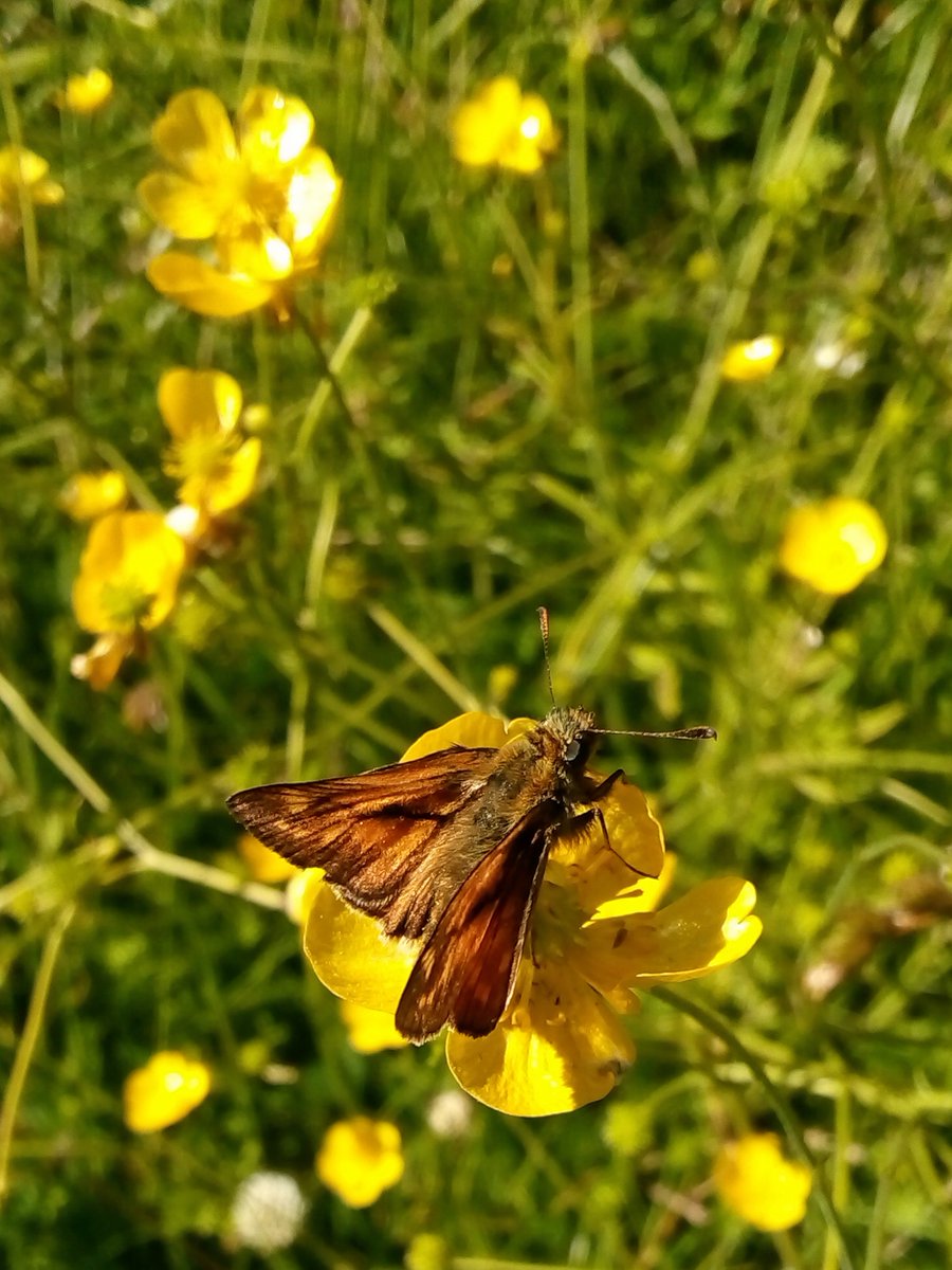 s4r4h_l's tweet photo. This #largeskipper, enjoying the field buttercups deserved a tweet of his own for #InsectThursday @MistyNelson67 @DavidMariposa1 @BC_Lancs @insectweek https://t.co/B22bpxq1ms