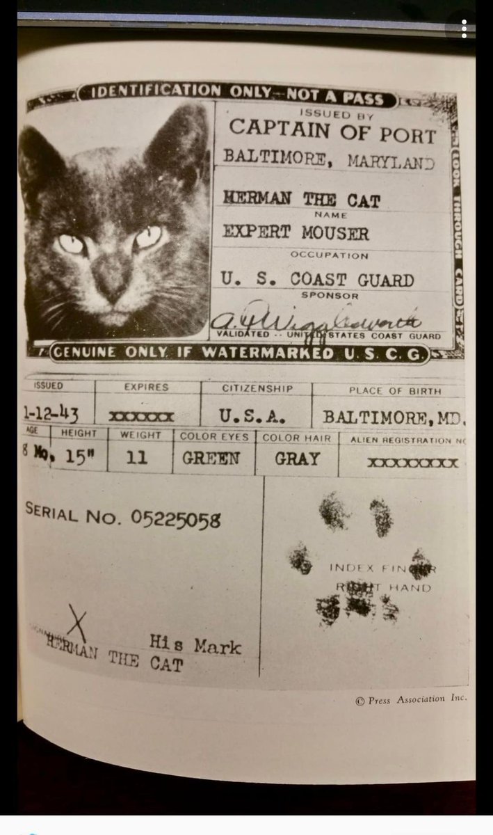 ABeautifulCult1's tweet image. “Sea Cats” 
Until the mid-twentieth century traveled on boats to take care of rats and rodents and had passports signed with their paw.
Clearly lessons were learned from the bubonic plague, carried by fleas on ship rats 
Thank you for your service 🐈‍⬛