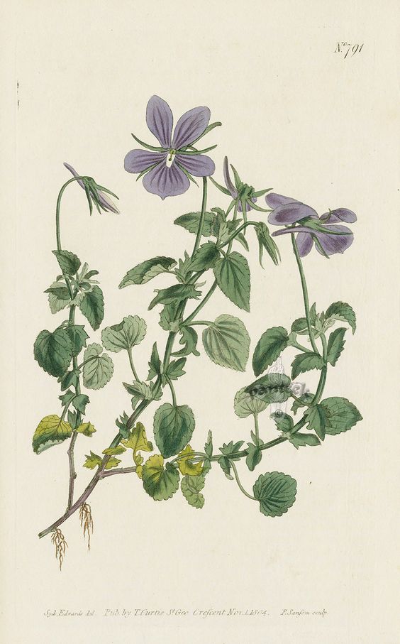 bibfarmUSAL's tweet photo. “El tomillo y la prímula florecen,
Y so el dosel hermoso
De los rosales que allí ufanos crecen,
La violeta azul la frente inclina,
En coloquio amistoso
Con gentil madreselva y englantina.
Allí duerme Titania en blando lecho"

El sueño de una noche de verano. William Shakespeare https://t.co/6EYTKnC6mu