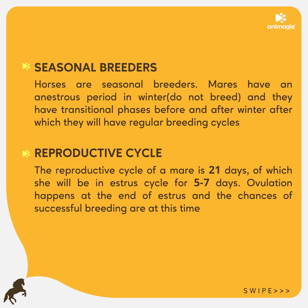 Animagie_offl's tweet photo. Breeding is an essential part for a pet owner! Here we present the basics of horse breeding!
#ObiWan #doggy #Jungkook #animagie #petscommunity #pets #horse #horsesofinstagram #Horseracing #HORSEBREEDING #horselover #horseriding #getsetpet https://t.co/1Xjo80Ensa