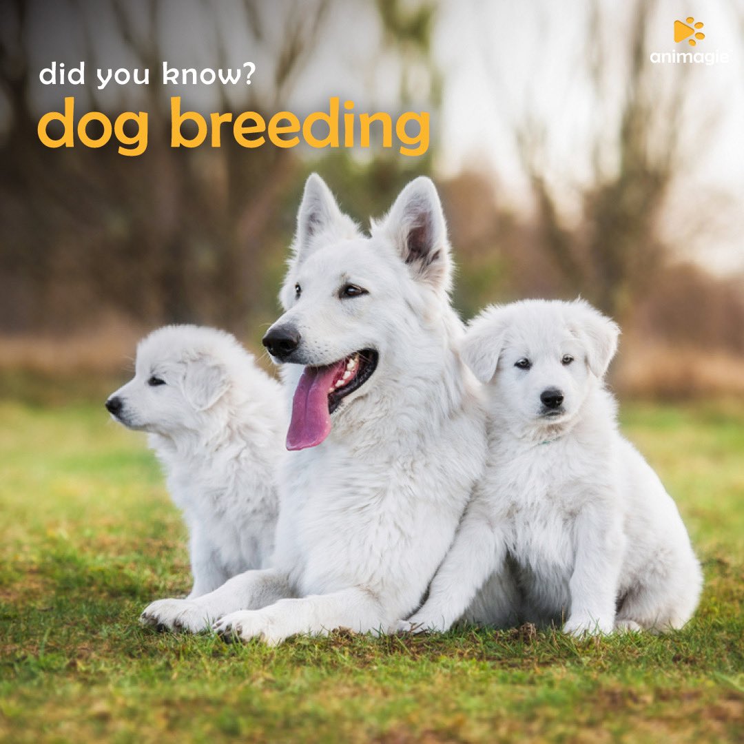 Animagie_offl's tweet photo. Breeding is an essential part for a pet owner! Here we present the basics of dog breeding!
#animagie #petscommunity #pets #getsetpet #dogs #dogsoftwitter #doglovers #dogbreeding #petbreeding https://t.co/oKpt3zsRVb
