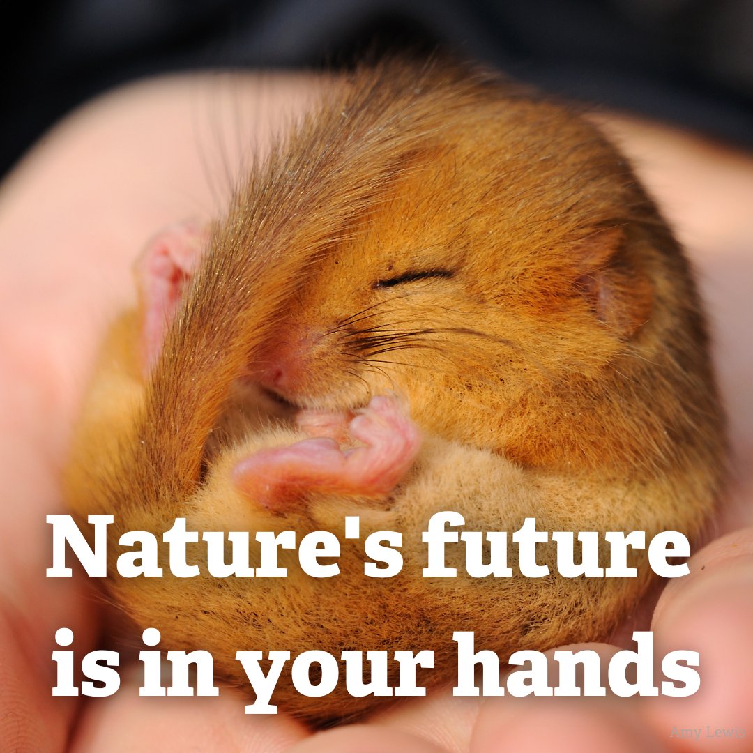 WildlifeTrusts's tweet photo. ❗ Three days to go ❗ 
It takes less than a minute to sign your name and ask the Government to make the Environment Act more ambitious. https://t.co/V6Na5G4Unh https://t.co/dESH5FDl9T
