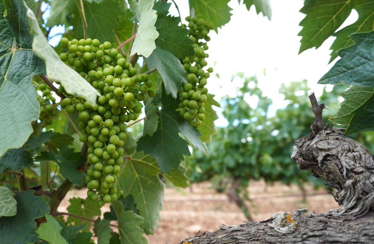 Vivanco_es's tweet photo. ¡Nuestro viñedo ya ha comenzado a dar los primeros frutos 🌱🍇! Pequeñas uvas de un color muy verde debido a su carga de clorofila. Si la vid está muy cargada, se puede proceder a realizar la vendimia en verde, que consiste en eliminar parte de los racimos jóvenes. #CulturaDeVino https://t.co/7o26HbbAkQ