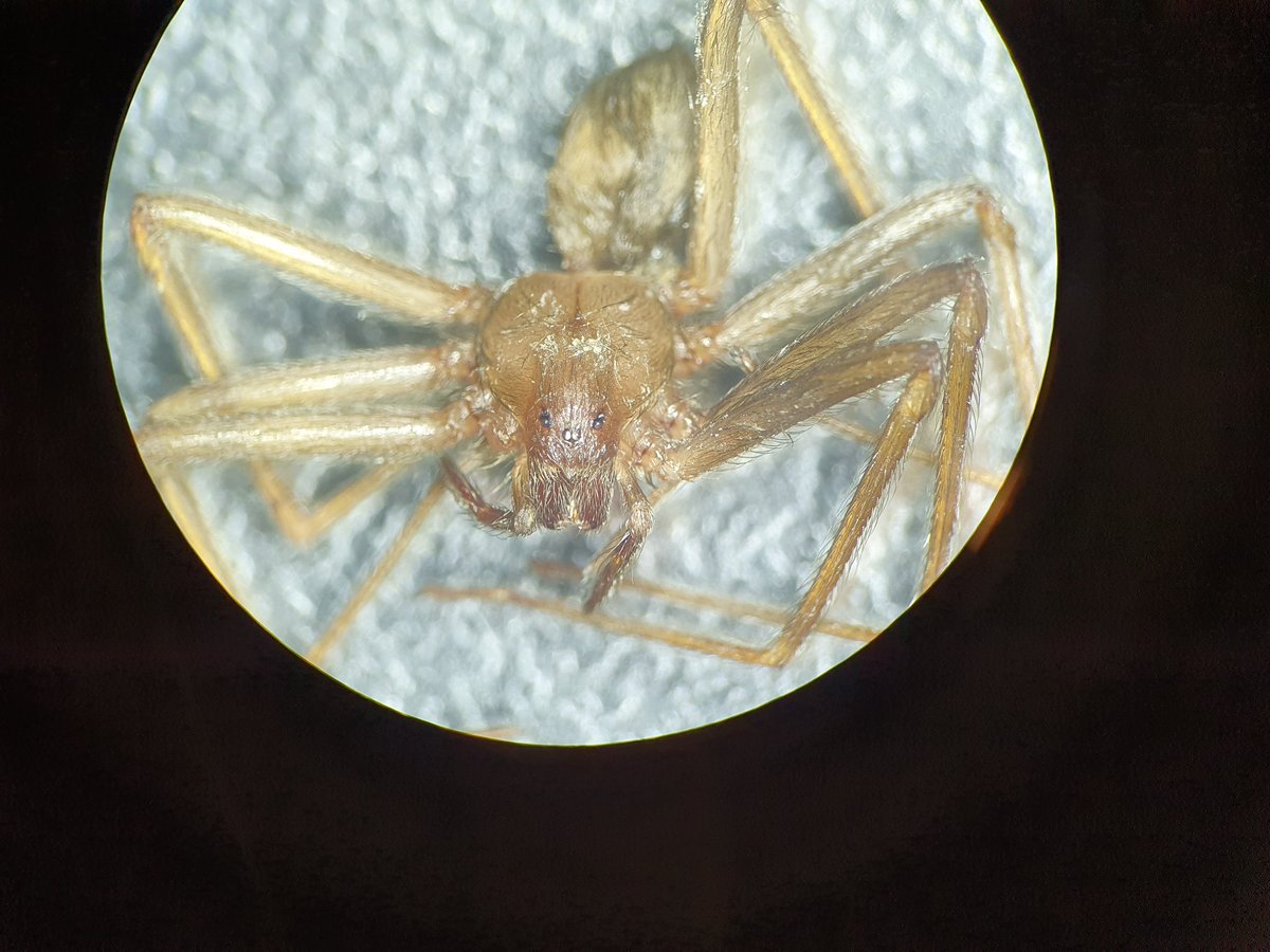 Microbiología Clínica La Paz 🦠 tweet media