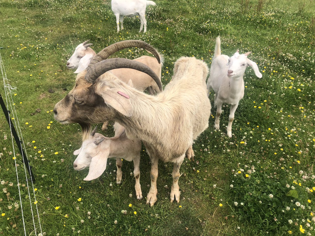 Mo and her triplets are looking forward to their day out on Saturday to the <a href="/CreigiauCarnvl/">Creigiau Carnival</a> 
Come say hi and see the products from our goats. 
#goats #daysoutwithgoats #creigiau