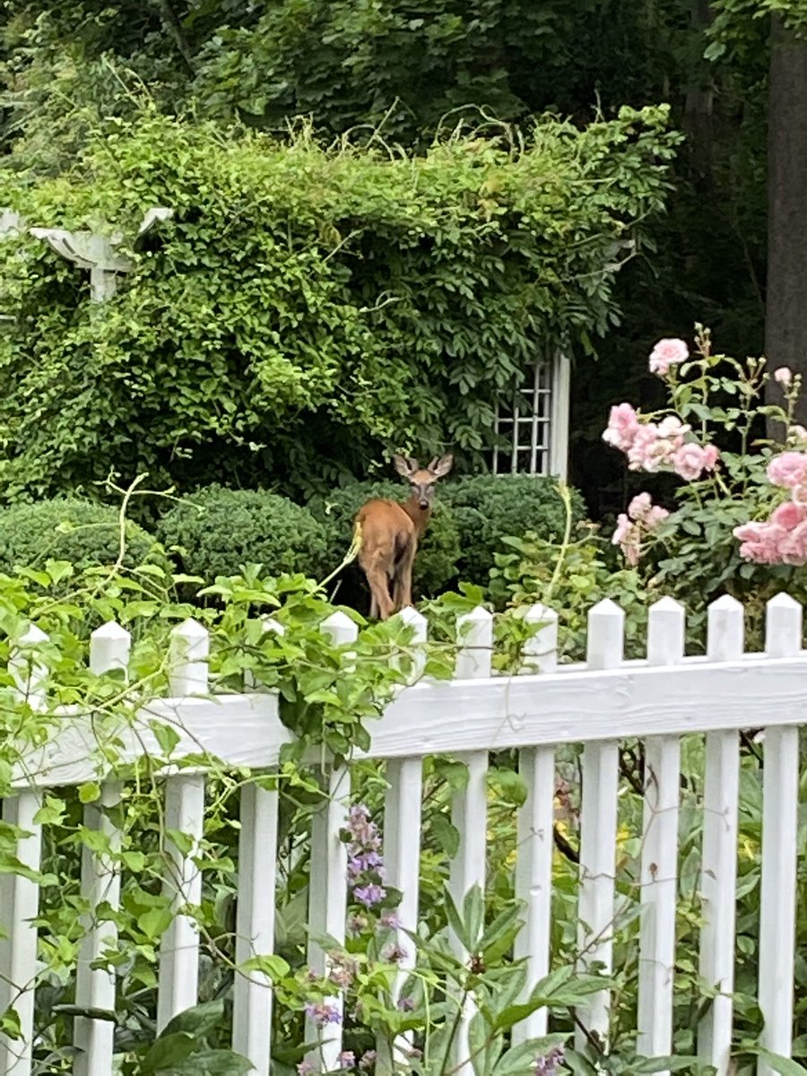 leanadran's tweet image. An early morning unexpected encounter