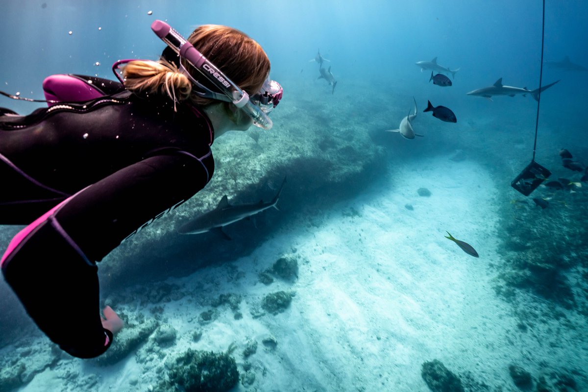 'The ocean stirs the heart, inspires the imagination and brings eternal joy to the soul.” - Robert Wyland 🌊🪸🐠🦈 #ocean #Reef #coral #protectwhatyoulove #SaveOurOcean