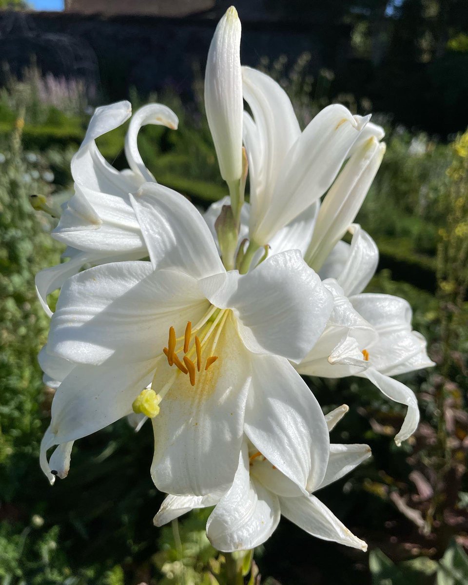 Head Gardener (@bishopsgardens) on Twitter photo This Sunday (26th) we are open for the <a href="/NorfolkNGS/">Norfolk NGS</a> who are raising money to support nursing charities across the UK.
The garden is open from 1-4.30pm, with plants, teas and cake for sale.
We hope to see you there! This Sunday (26th) we are open for the <a href="/NorfolkNGS/">Norfolk NGS</a> who are raising money to support nursing charities across the UK.
The garden is open from 1-4.30pm, with plants, teas and cake for sale.
We hope to see you there!