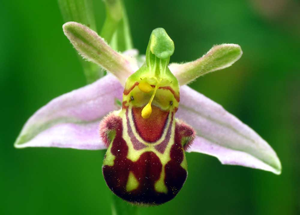 Ophrys apifera, more usually seen on chalk downland and sites of special scientific interest, a small colony of bee orchids was discovered by the Gardens team on an area of grass which had missed its usual mowing for a week or so.