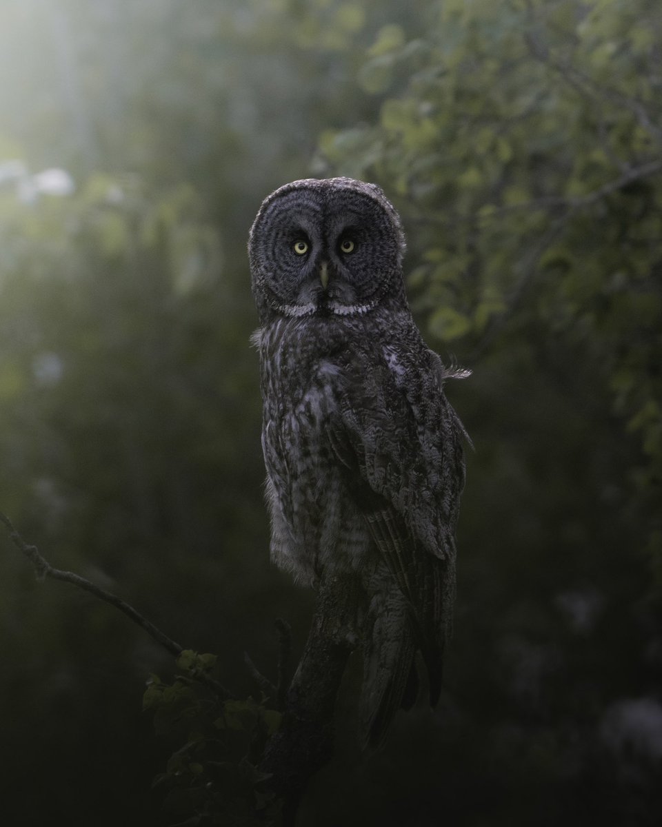 After many hours spent in the field searching with no luck, I finally had my first encounter with the ghost of the forest yesterday afternoon.