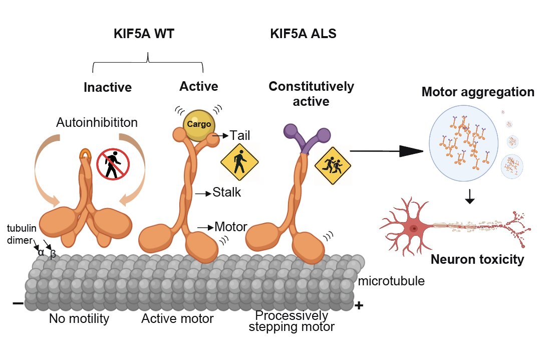 deveshcp's tweet image. Excited to share our paper #Gain of toxicity in #KIF5A-associated #ALS @emboreports doi.org/10.15252/embr.… 
Great team effort and collaboration! 🥂
Thanks to entire #kinesin team @Jiang_Lab_Emory @arnegennerich @Weishaupt_Lab @BassellLab  lab and @alsassociation for support.