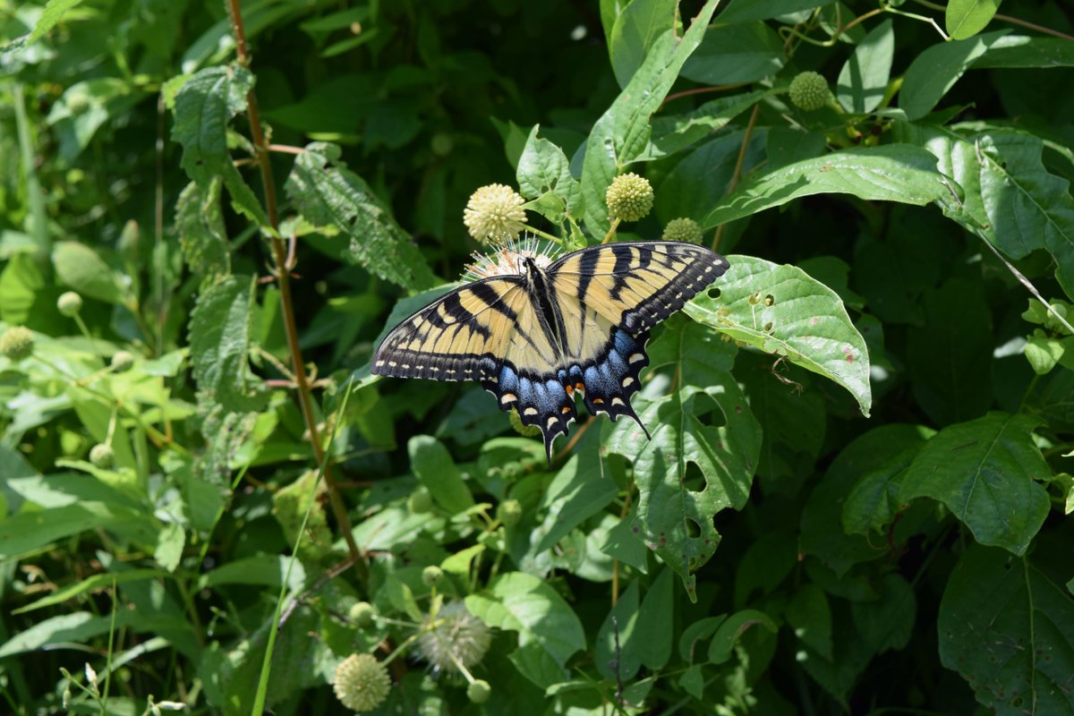 VirginiaDCR's tweet photo. The #WildfloweroftheYear for 2022 is the #ButtonBush! Have you seen it before? It's native to Virginia and abundant through most of the state. As you can see, pollinators love it! Learn more from our friends at #VirginiaNativePlantSociety: https://t.co/rdpafoidnu #PollinatorWeek https://t.co/f5r1j8PS1X