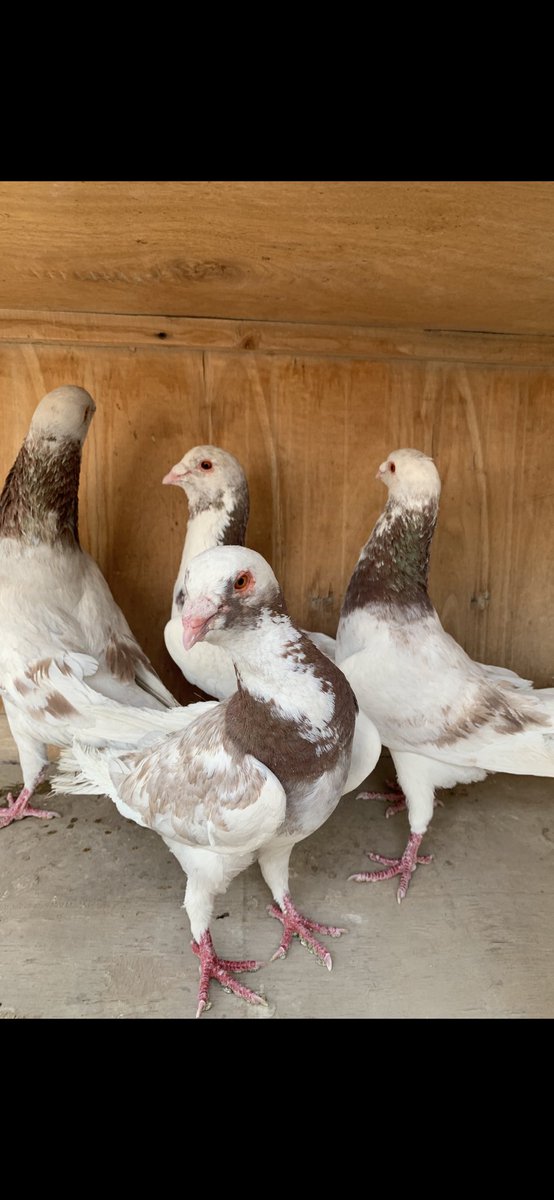 SammanFarm's tweet image. الموقع / الرياض - السلي
عدد 5 فحول ذكور سوريات جروم سوبر السوبر عمالقة
ماشاء الله اللون الاحمر
+
عدد 5 فحول ذكور سوريات مشكلات جميع الالوان
الاجمالي =10 طيور جميعها فحول ماكملت عمر سنة