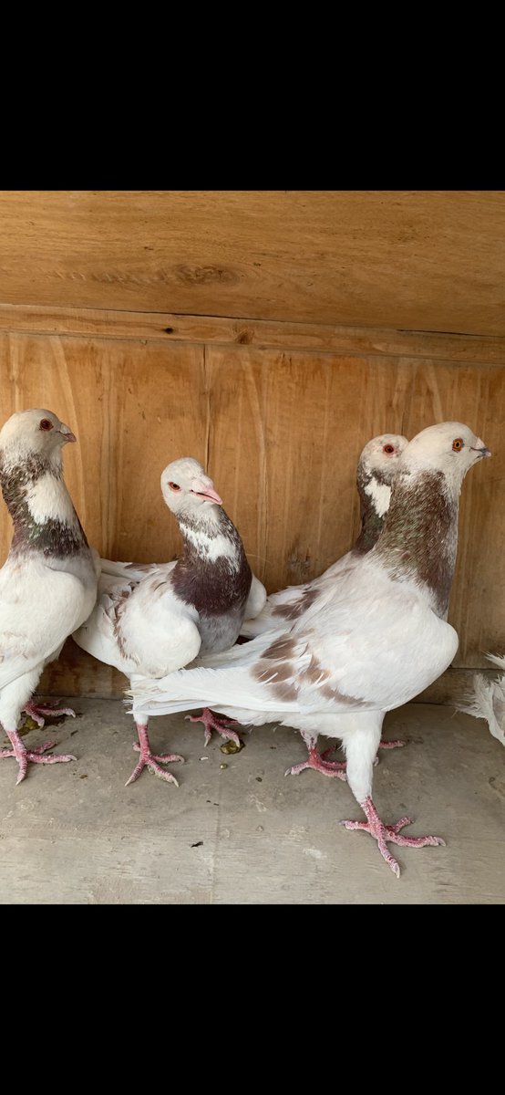 SammanFarm's tweet image. الموقع / الرياض - السلي
عدد 5 فحول ذكور سوريات جروم سوبر السوبر عمالقة
ماشاء الله اللون الاحمر
+
عدد 5 فحول ذكور سوريات مشكلات جميع الالوان
الاجمالي =10 طيور جميعها فحول ماكملت عمر سنة