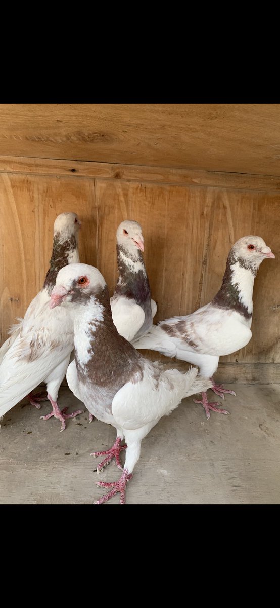 SammanFarm's tweet image. الموقع / الرياض - السلي
عدد 5 فحول ذكور سوريات جروم سوبر السوبر عمالقة
ماشاء الله اللون الاحمر
+
عدد 5 فحول ذكور سوريات مشكلات جميع الالوان
الاجمالي =10 طيور جميعها فحول ماكملت عمر سنة