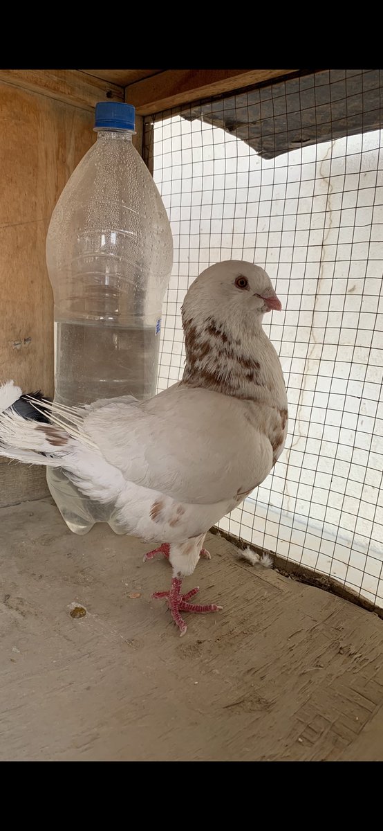 SammanFarm's tweet image. الموقع / الرياض - السلي
عدد 5 فحول ذكور سوريات جروم سوبر السوبر عمالقة
ماشاء الله اللون الاحمر
+
عدد 5 فحول ذكور سوريات مشكلات جميع الالوان
الاجمالي =10 طيور جميعها فحول ماكملت عمر سنة