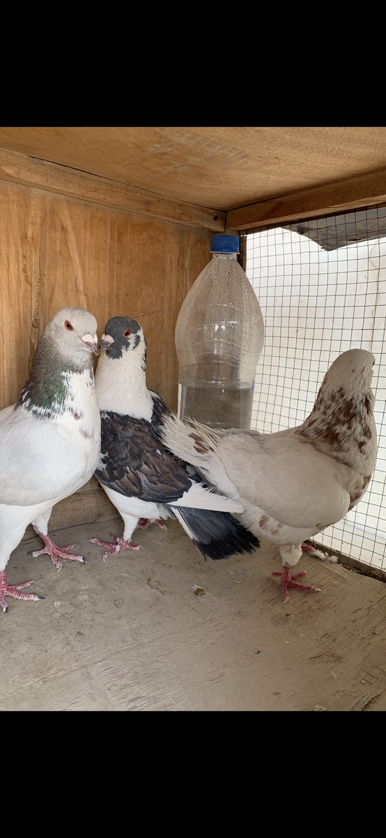 SammanFarm's tweet image. الموقع / الرياض - السلي
عدد 5 فحول ذكور سوريات جروم سوبر السوبر عمالقة
ماشاء الله اللون الاحمر
+
عدد 5 فحول ذكور سوريات مشكلات جميع الالوان
الاجمالي =10 طيور جميعها فحول ماكملت عمر سنة