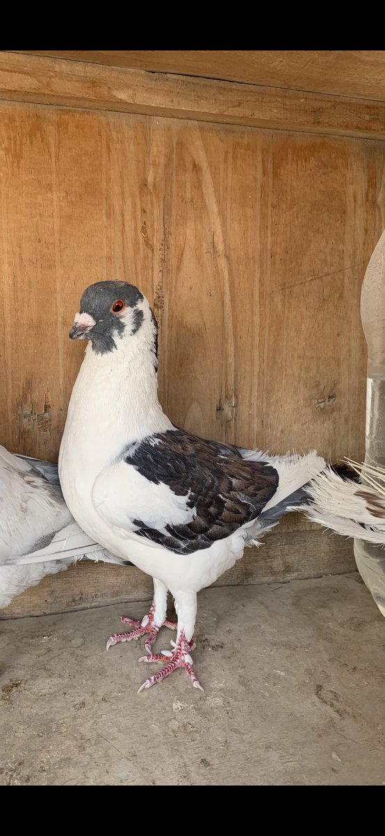 SammanFarm's tweet image. الموقع / الرياض - السلي
عدد 5 فحول ذكور سوريات جروم سوبر السوبر عمالقة
ماشاء الله اللون الاحمر
+
عدد 5 فحول ذكور سوريات مشكلات جميع الالوان
الاجمالي =10 طيور جميعها فحول ماكملت عمر سنة