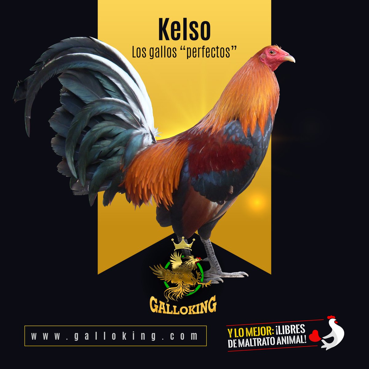 Los gallos Kelso son una raza clásica, considerados de los mejores gallos de pelea, que todo gallero debe de conocer. 

Esto porque su técnica para pelear es muy efectiva y se amolda al contrincante. 

Son estéticamente muy bonitos y de gran porte e inteligentes.