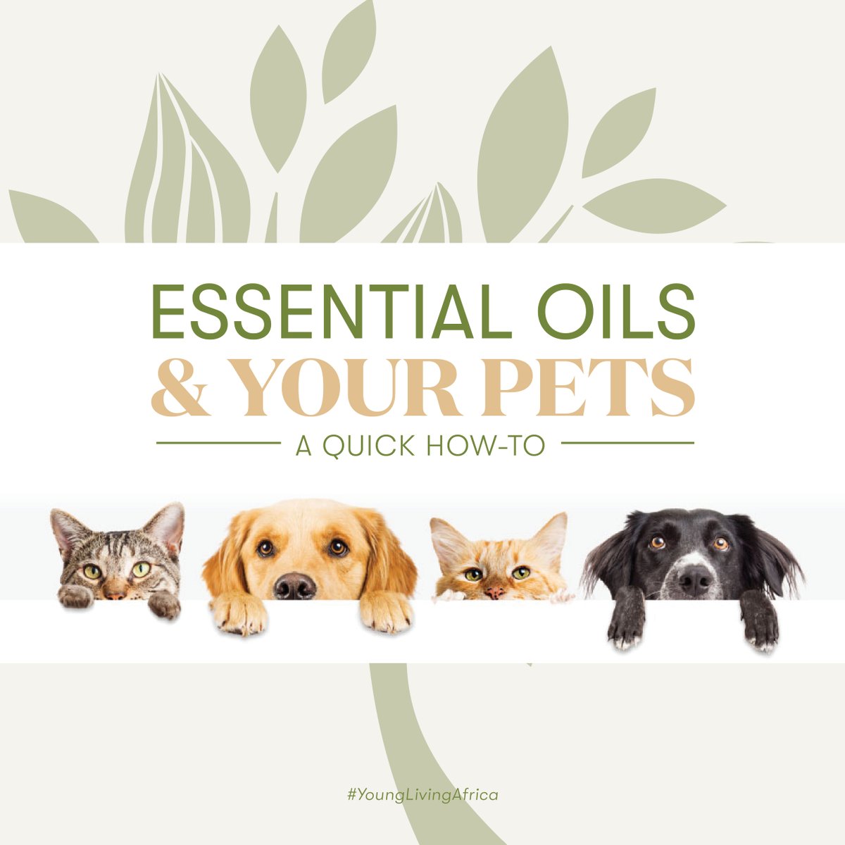 YoungLivingAF's tweet photo. When we say our essential oils can be enjoyed by the whole family, that includes Bingo🦮 and Whiskers🐈 too!
SWIPE LEFT⬅️ to learn more about how your pets can enjoy the benefits our Young Living oils! 🍃🤩✨ #CleanLivingWithYL #PetLovers #PetsAndThings #YoungLivingAfrica https://t.co/5URvQm90NJ