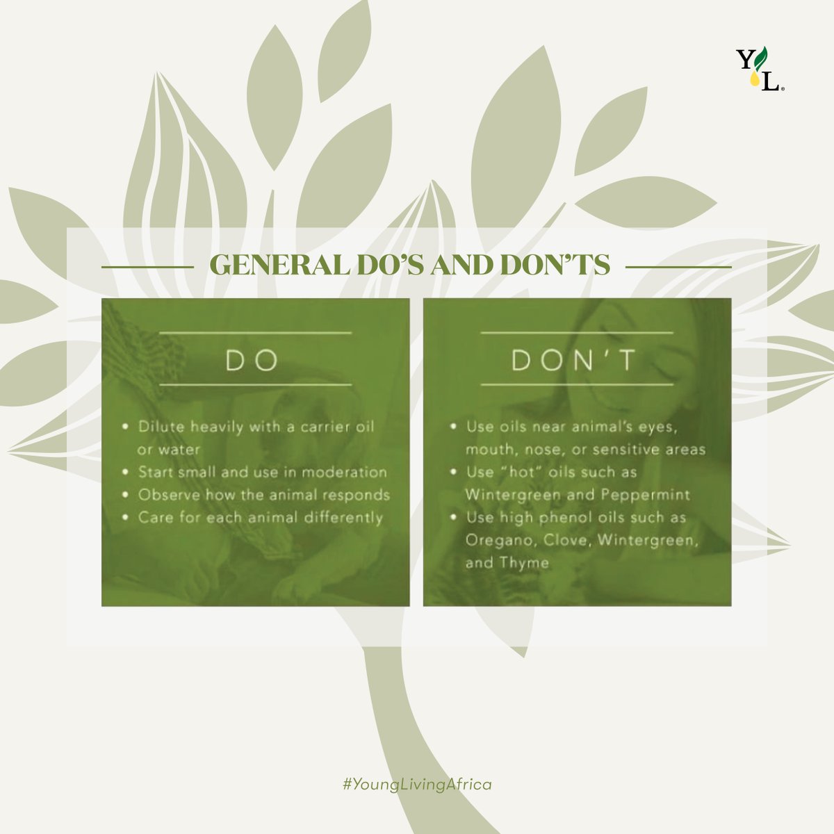 YoungLivingAF's tweet photo. When we say our essential oils can be enjoyed by the whole family, that includes Bingo🦮 and Whiskers🐈 too!
SWIPE LEFT⬅️ to learn more about how your pets can enjoy the benefits our Young Living oils! 🍃🤩✨ #CleanLivingWithYL #PetLovers #PetsAndThings #YoungLivingAfrica https://t.co/5URvQm90NJ