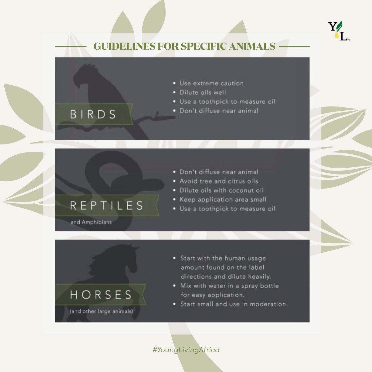 YoungLivingAF's tweet photo. When we say our essential oils can be enjoyed by the whole family, that includes Bingo🦮 and Whiskers🐈 too!
SWIPE LEFT⬅️ to learn more about how your pets can enjoy the benefits our Young Living oils! 🍃🤩✨ #CleanLivingWithYL #PetLovers #PetsAndThings #YoungLivingAfrica https://t.co/5URvQm90NJ