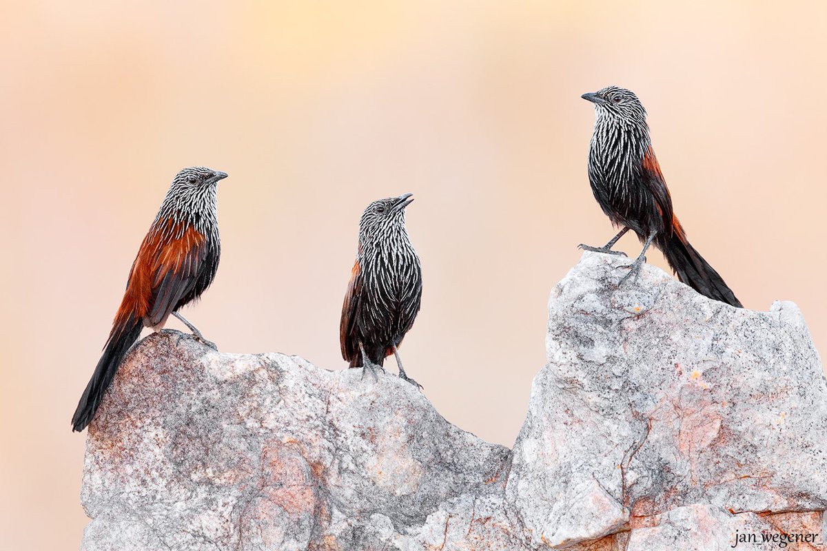 Jan Wegener tweet media