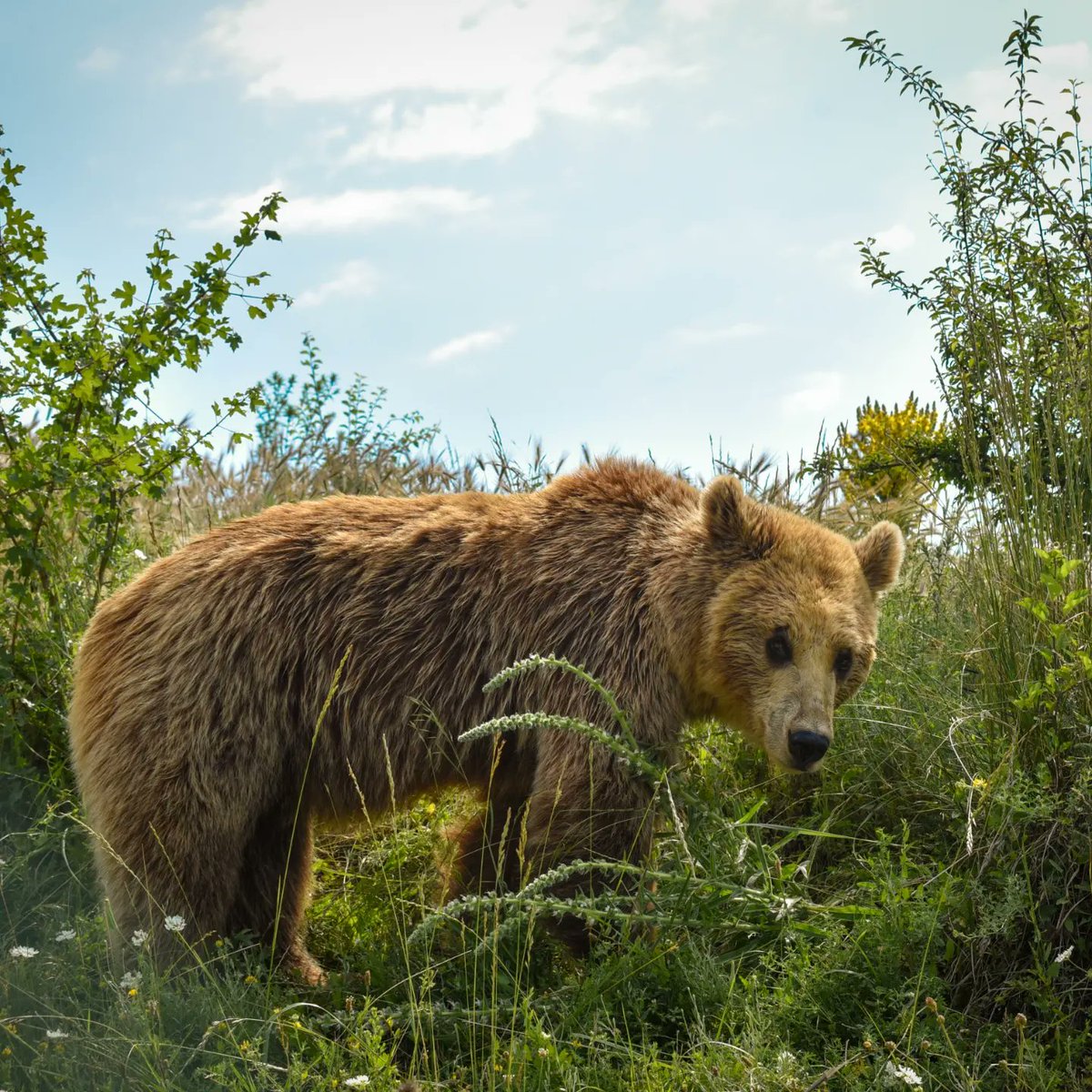 Gjina, always in search for her favourite treats 🍏🍎🥕

#bears #prishtina #kosova #bear #sanctuary #animalwelfare #fourpaws #love #animal #bearlovers #animallover #photography #photooftheday #nature #Wild