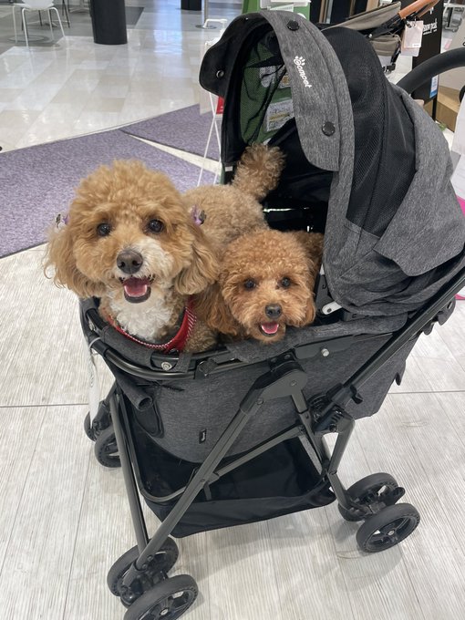 ウチの犬達がかわいすぎるので皆様の家のかわいすぎるペットもリプライで送ってください。幸せのリプライツリーを作りましょう。 