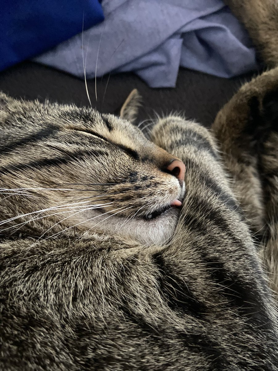 Falls es irgendwer heute braucht: 
Du bist toll so wie du bist ❤️ Lass dich nicht unterkriegen. Ich bin stolz auf dich! Und zum Schluss: Ein schlafender Bagel mit Zunge 🥰 #Loveyourself #selfcare #selflove #PositiveVibes #happy