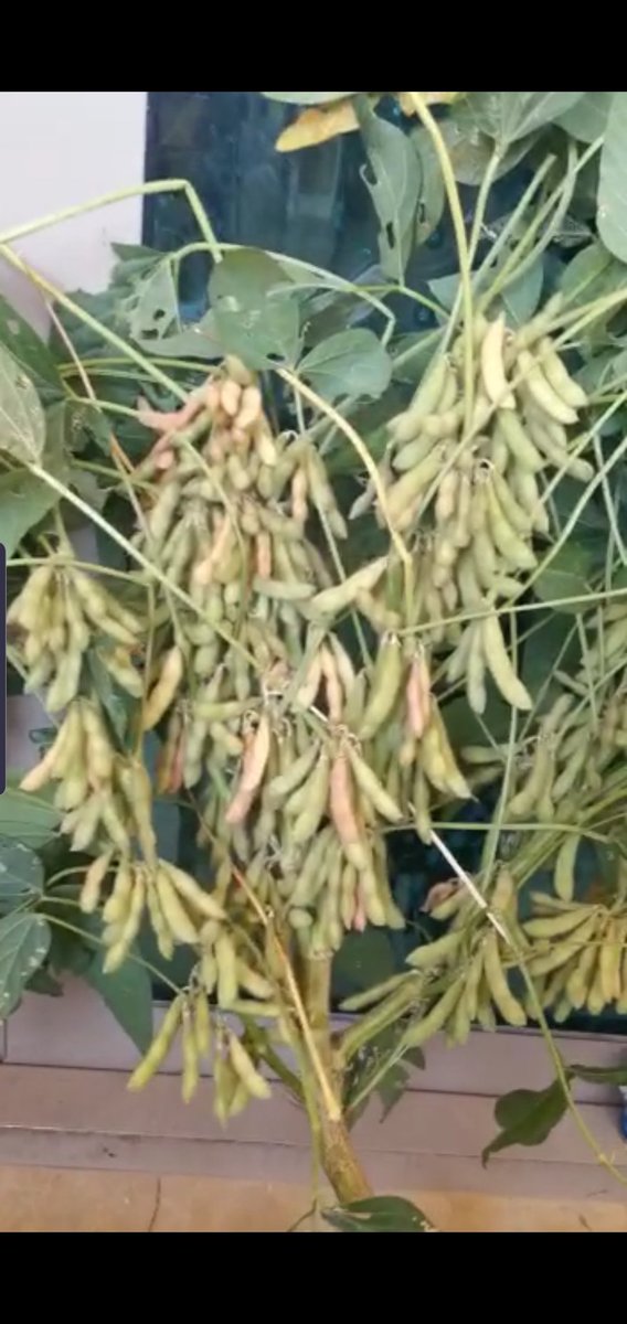 Alizummashar's tweet photo. Kedelai Organik Non GMO Juara https://t.co/VOXEK0tfIq