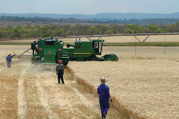 #ZimAgricRising
Agriculture Food Transformation Strategy has set a strong foundation for massive rural development, food security and economic revolution in line with Vision 2030. <a href="/agribusiness110/">agribusiness1.</a> <a href="/MoLAFWRD_Zim/">MinofLands,Agric,Fisheries,Water&Rural Development</a> <a href="/GlobalFarmersC1/">Global Farmers Connect🌍</a> <a href="/EmmanuelMarume5/">Emmanuel Marume</a> <a href="/MafuroFarming/">Mafuro Farming</a> <a href="/farm_value/">Green Value farm</a>