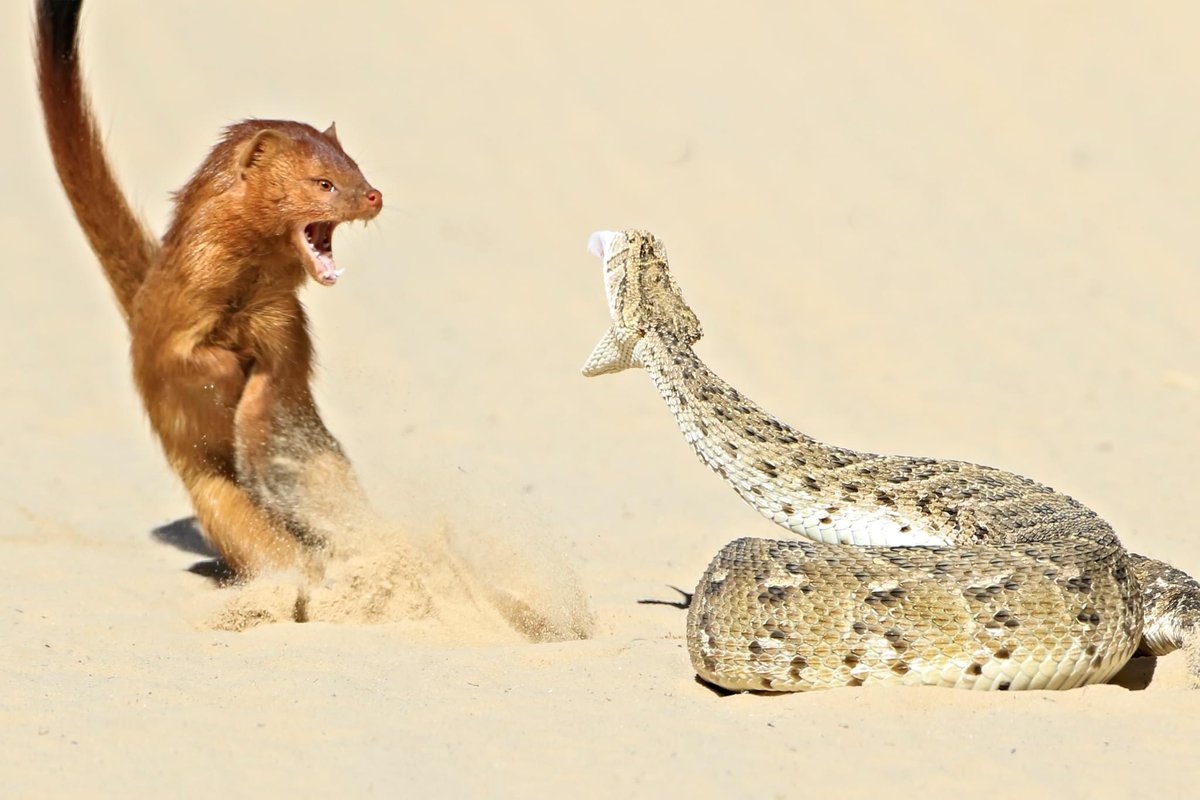Sandra Swart tweet media