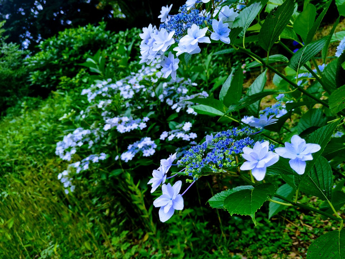 人想ひ 人に学びて 不忍の
藍に咲きつる 額の紫陽花