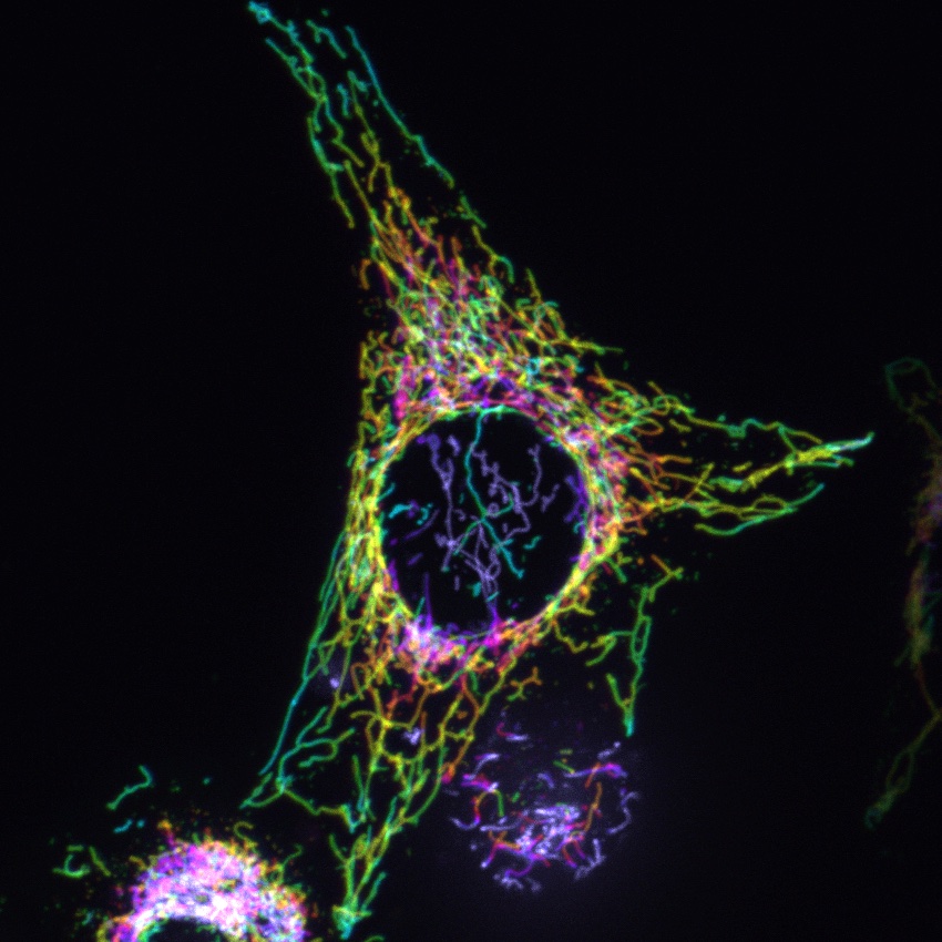 Let's start the day with z-BiopLUTcolor-coded mitochondria! Always nice to see our own powerplant through a microscope. #FluorescenceThursday