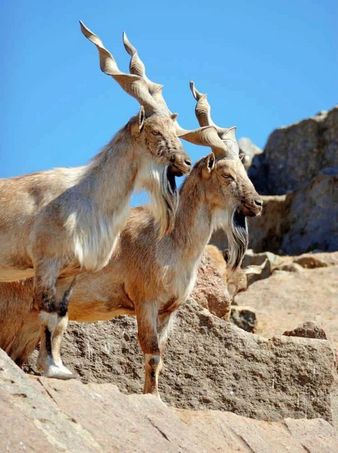 MelsBracelets's tweet photo. Markhor found in Pakistan, Afghanistan, & Tajikistan #Pakistan #Afghanistan #Himilayan g812 https://t.co/cC71eKNJgG
