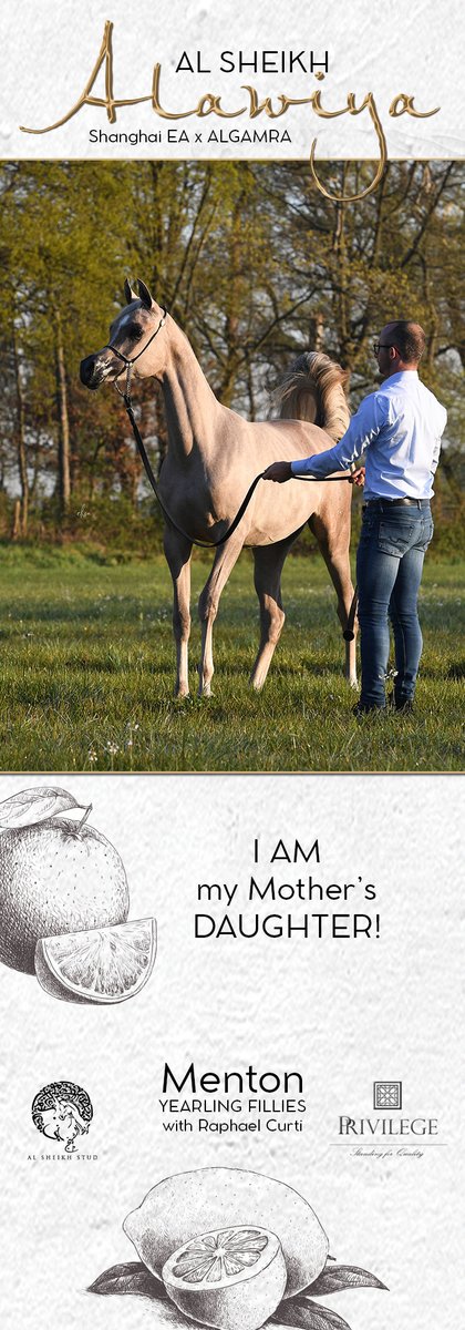 ArabianEssence's tweet photo. I AM MY MOTHER'S DAUGHTER! 
Alawiya Al Sheikh - MENTON Yearling Fillies with Raphael Curti
 
#alsheikhstud #PrivilegeSFQ #menton2022 #mentoncontender #raphaelcurti #alawiyaalsheikh https://t.co/0kx6zdndZS
