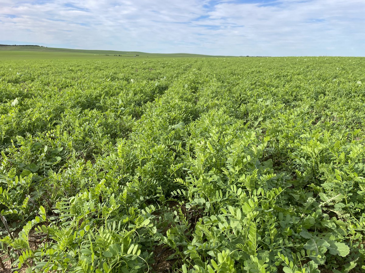 SeanM_DMAg_SA's tweet image. Crops off to a flying start east of Pinnaroo ✈️ 
Early sown vetches approaching canopy closure and #Commodus CL again looking like it could be a winner 🏆 
Going to need to enact proactive fungicide program to maintain yield potential 🌱