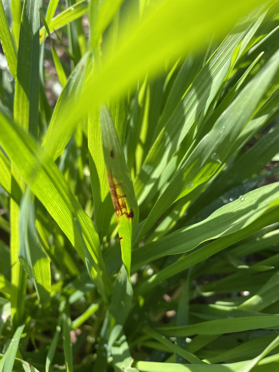 SeanM_DMAg_SA's tweet image. Crops off to a flying start east of Pinnaroo ✈️ 
Early sown vetches approaching canopy closure and #Commodus CL again looking like it could be a winner 🏆 
Going to need to enact proactive fungicide program to maintain yield potential 🌱