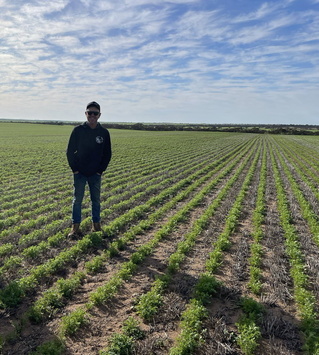 SeanM_DMAg_SA's tweet image. Crops off to a flying start east of Pinnaroo ✈️ 
Early sown vetches approaching canopy closure and #Commodus CL again looking like it could be a winner 🏆 
Going to need to enact proactive fungicide program to maintain yield potential 🌱