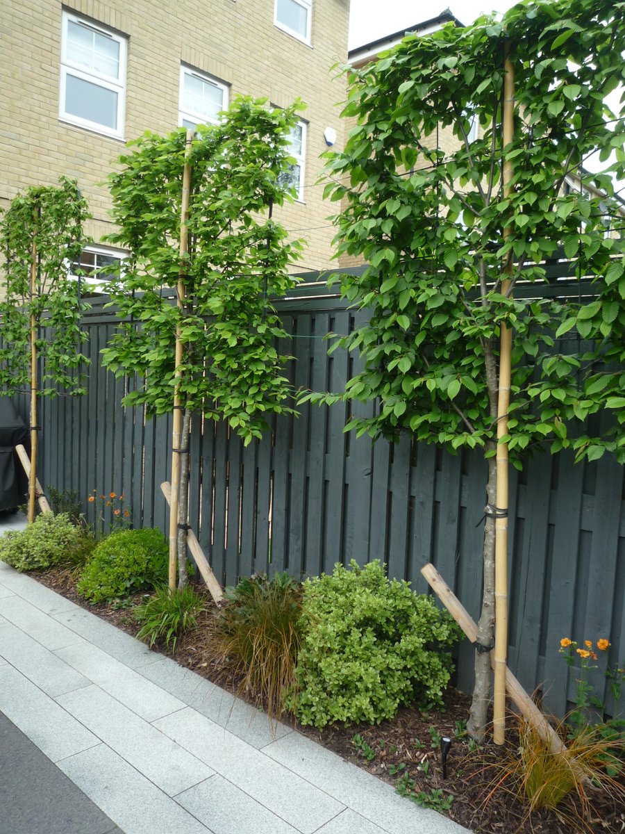 nancyrodgers418's tweet photo. #pleachedhornbeam These part cover the fence and give #privacy plus with their robust metal frames stood up to the winter storms #treeplanting #chertseygarden #towngarden @EvergreenExt https://t.co/KF4gpAVINZ