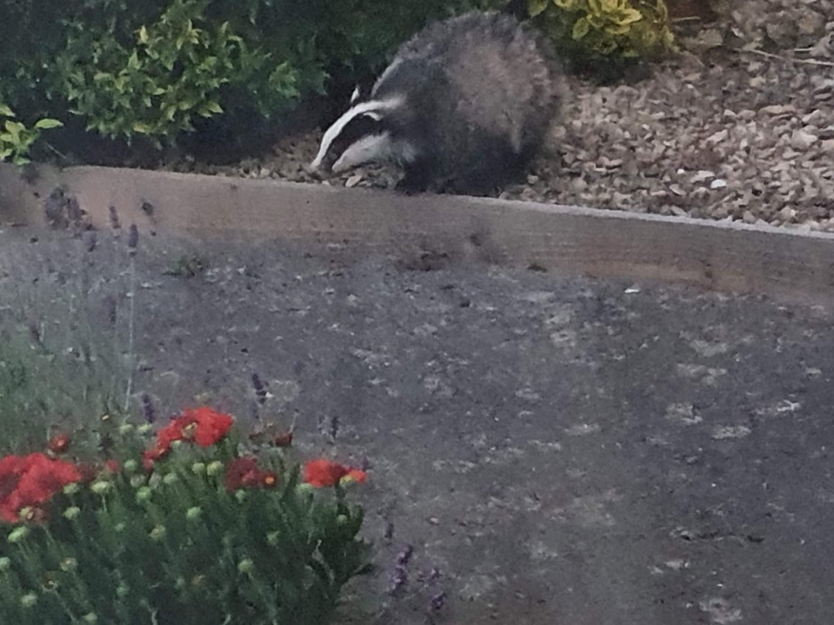 osmonds4eva's tweet photo. @BBCSpringwatch look what was on my front lawn at dusk last night, a pair of them, eating the raisins and mealworms we’d put out for the birds 😃🦡 https://t.co/hf86iOy7Tf