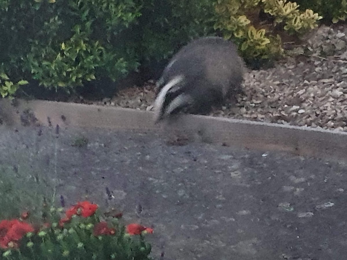 osmonds4eva's tweet photo. @BBCSpringwatch look what was on my front lawn at dusk last night, a pair of them, eating the raisins and mealworms we’d put out for the birds 😃🦡 https://t.co/hf86iOy7Tf