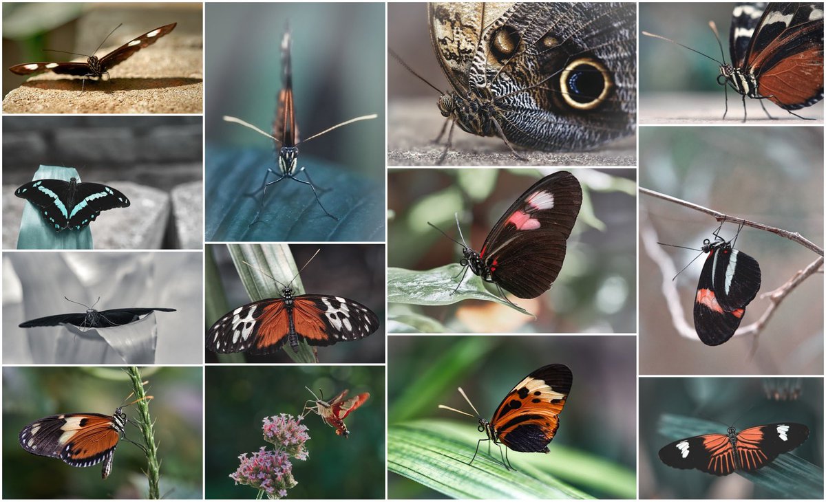 gm gm beautiful people 

Unlike the butterfly that cannot see it’s own wings 👼

Recognize that YOU ARE BEAUTIFUL🦋

Have an amazing day 😍❤️

opensea.io/collection/win…