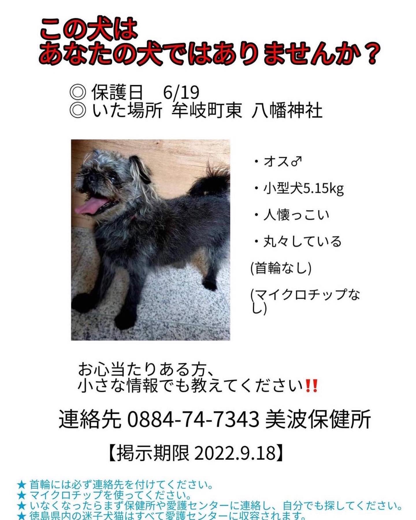 にょろ 迷子犬ベルカ 11月21日無事保護 迷い犬保護しています 場所 牟岐町八幡神社 保護日 6月19日 小型犬 オス 毛色 グレー 白 首輪なし 人馴れしている 白内障の傾向 代理投稿です 各所連絡済 現在保護主様のお宅で保護されています お心当たりの