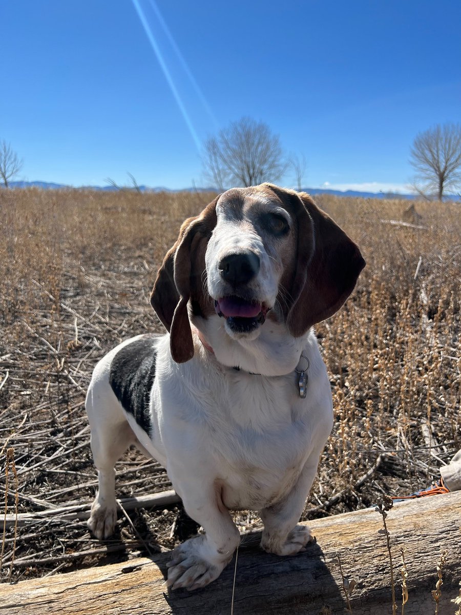 PawsitiveTales's tweet photo. Today, we're sharing the story of Flynn, a beautiful Basset Hound who has faced a few challenges. However, with her human by her side, she is living her best life. This is Stephanie and Flynn's story.
https://t.co/gghJCpdpTj https://t.co/mRAMq5HQRF
